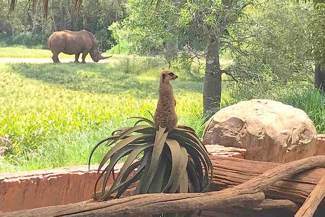 Australia Zoo Transfer from Noosa and Sunshine Coast - Six hours inside the zoo, from 10am to 4pm