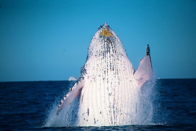 Australia Zoo Transfer from Noosa and Sunshine Coast - Is $96.83 good value?