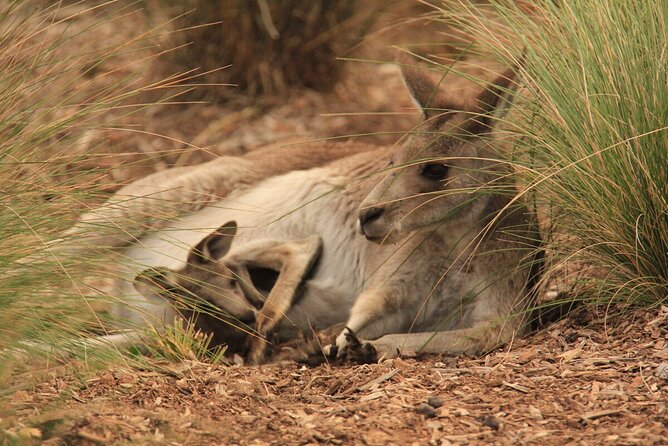Australian Experience at Werribee Open Range Zoo - excl. entry - Key points at a glance