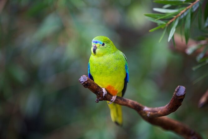 Australian Experience at Werribee Open Range Zoo - excl. entry - Koalas and kangaroos on the Australian Trail