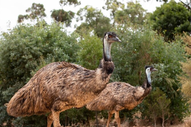 Australian Experience at Werribee Open Range Zoo - excl. entry - The main drawbacks to consider