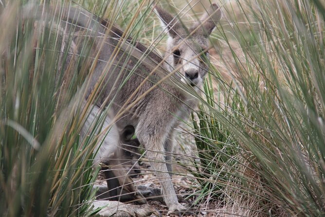 Australian Experience at Werribee Open Range Zoo - excl. entry - A guide adds more than a photo opportunity