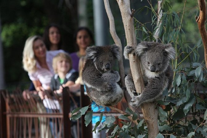 Australian Wildlife Tour at Melbourne Zoo Ticket - excl. entry - Key points to know before booking