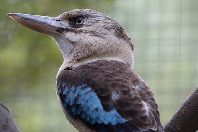 Australian Wildlife Tour at Melbourne Zoo Ticket - excl. entry - Why the early start changes the zoo visit