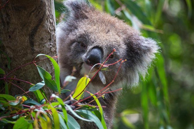 Australian Wildlife Tour at Melbourne Zoo Ticket - excl. entry - Finishing among birds at Great Flight Aviary