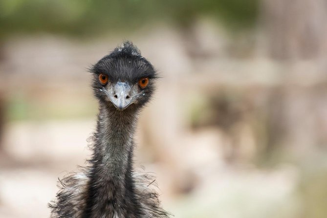 Australian Wildlife Tour at Melbourne Zoo Ticket - excl. entry - Kangaroos, emus, and breakfast time
