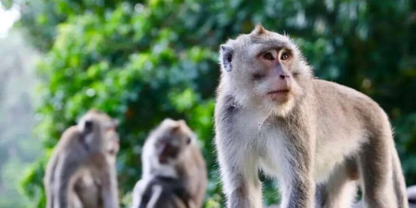 Bali: ATV Gorilla Cave, Ubud Monkey Forest, & Waterfall Tour - What to pack for a wet and active day