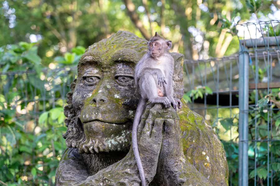 Bali: ATV, Water Rafting, and Monkey Forest Tour - Private transport is one of the tour’s strongest features