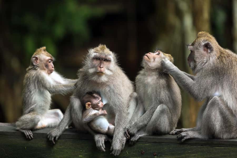 Bali: ATV, Water Rafting, and Monkey Forest Tour - Booking details worth checking