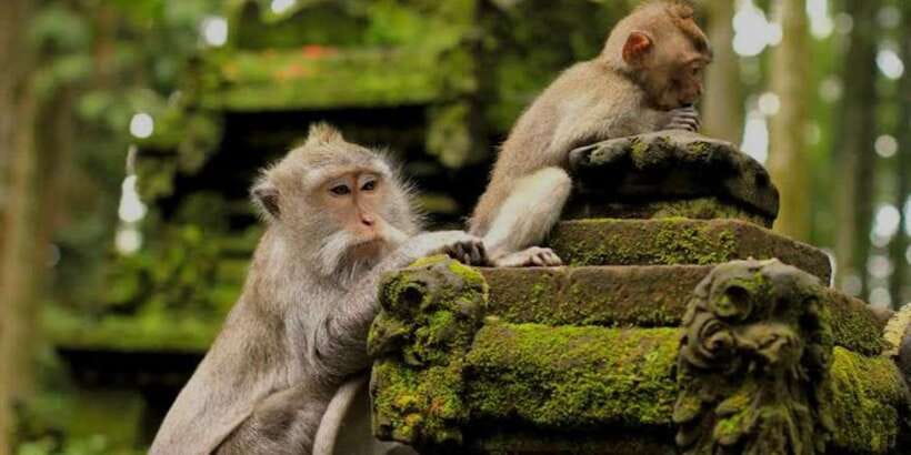 Bali: Bali Swing, Monkey Forest, Rice Terrace, Waterfall - A full day built around Ubud’s big sights