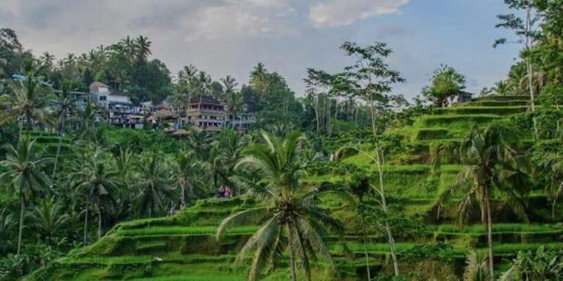 Bali: Bali Swing, Monkey Forest, Rice Terrace, Waterfall - Morning among 1,260 macaques at the Sacred Monkey Forest