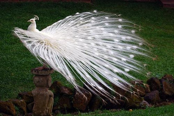 Bali Bird Park Admission Ticket with Hotel Transfer - Key points to know before booking