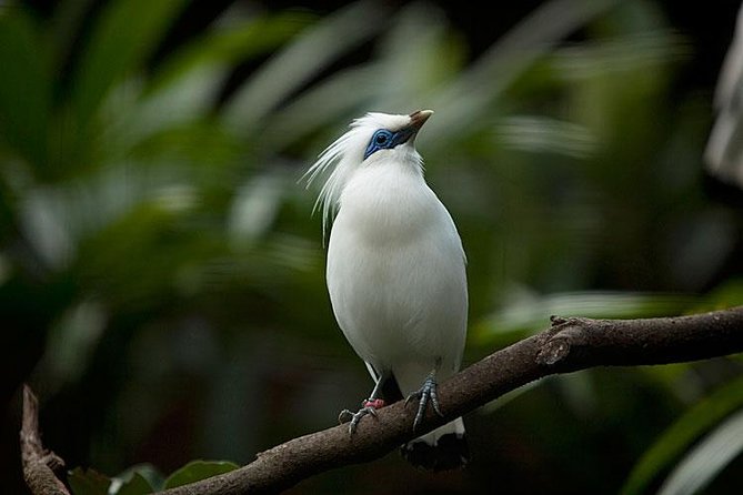 Bali Bird Park Admission Ticket with Hotel Transfer - How long should you stay?