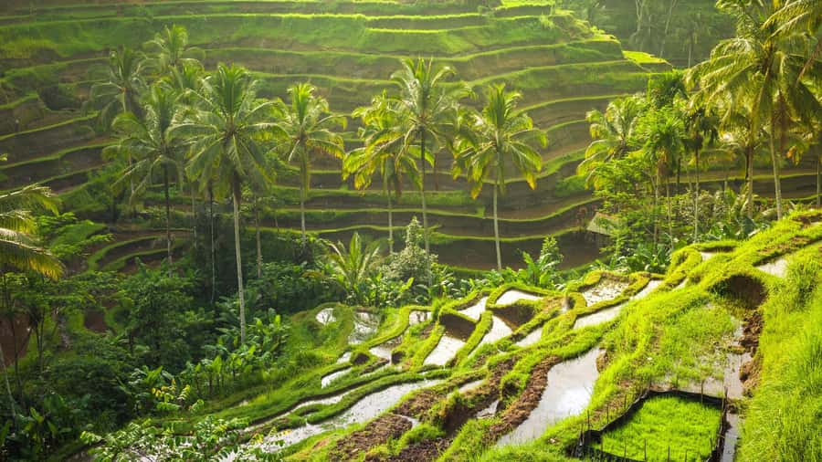 Bali: Leke-Leke Waterfall, Monkey Forest & Jungle Swing Tour - Leke Leke Waterfall and the forest trail