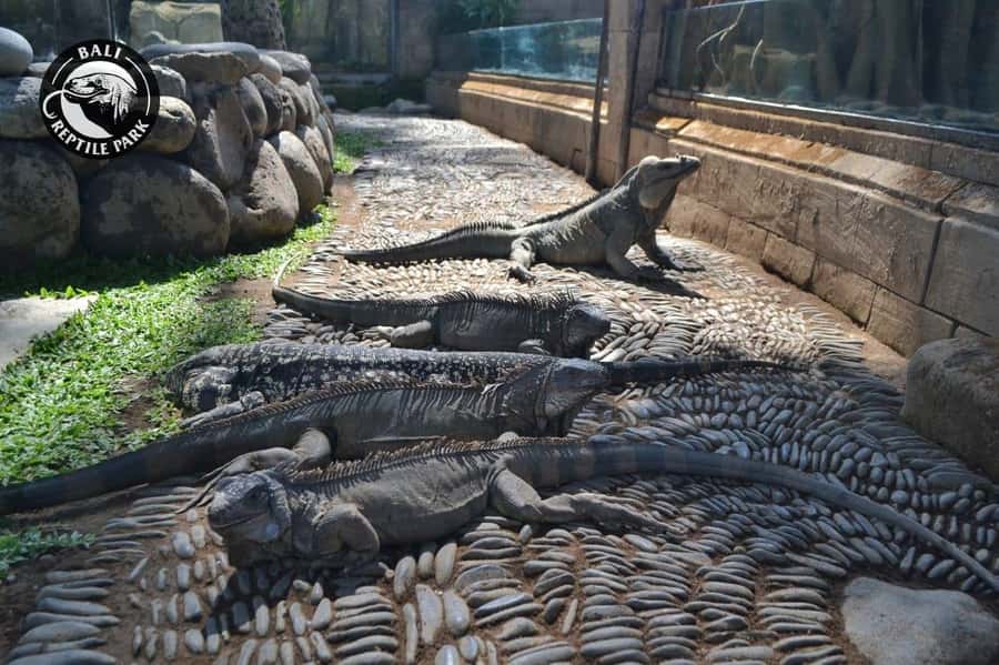 Bali Reptile Park 1-Day Admission Ticket - Meeting Komodo Dragons in Batubulan