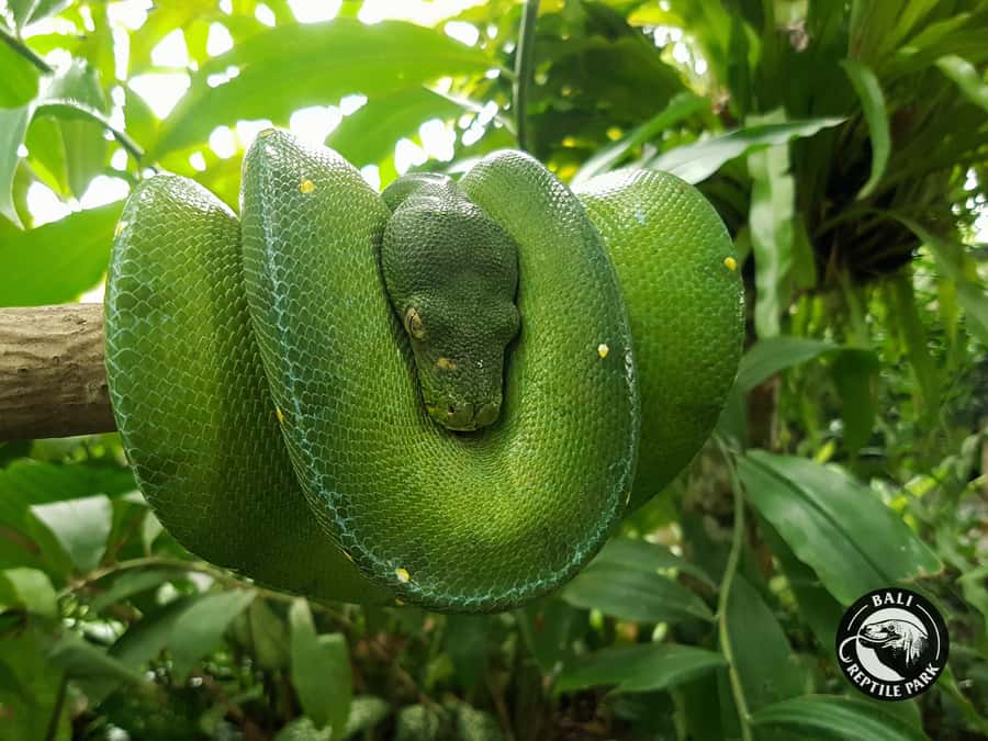 Bali Reptile Park 1-Day Admission Ticket - Snakes, Close Views, and Useful Context