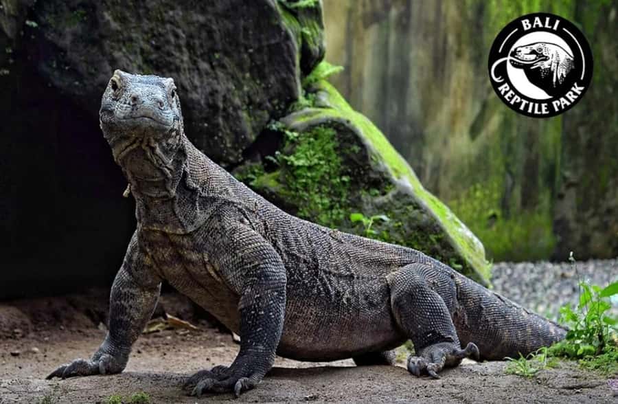 Bali Reptile Park 1-Day Admission Ticket - Feeding Sessions and Reptile Shows