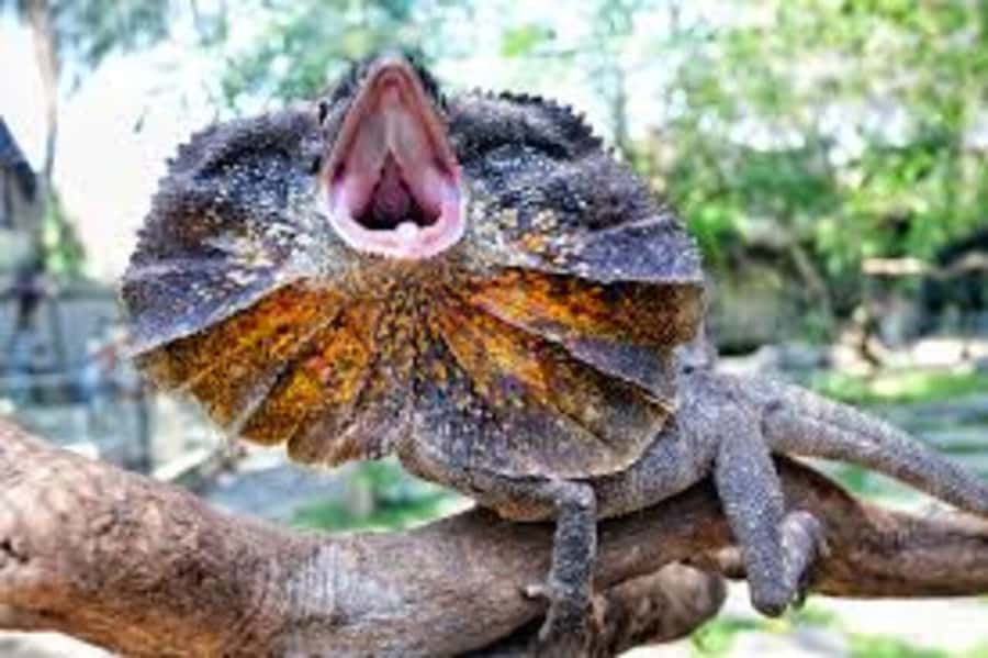 Bali Reptile Park 1-Day Admission Ticket - Gardens, Paths, and Photo Opportunities