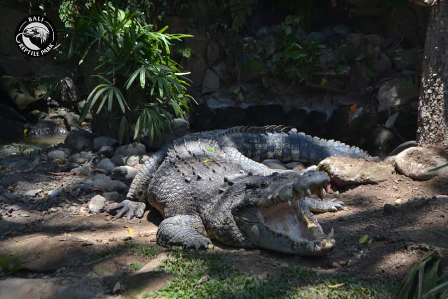 Bali Reptile Park 1-Day Admission Ticket - Is the $15 Ticket Good Value?