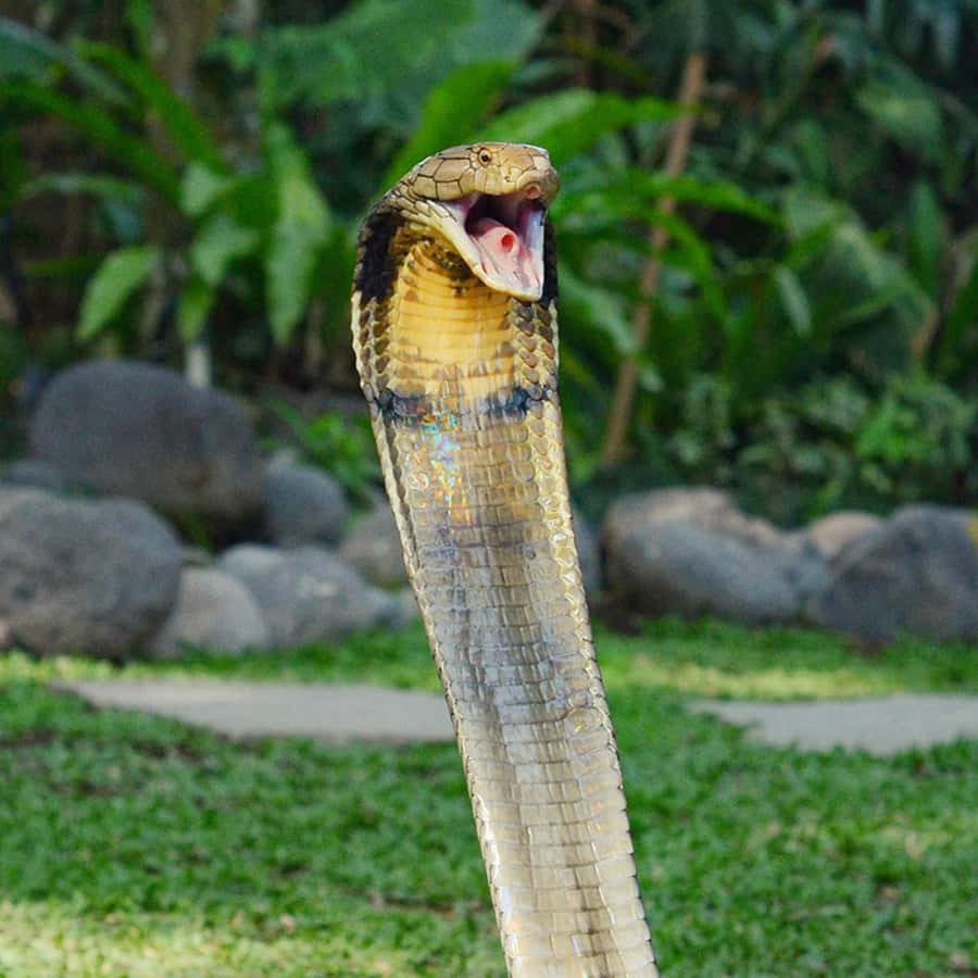 Bali Reptile Park 1-Day Admission Ticket - Who Will Enjoy This Park Most?