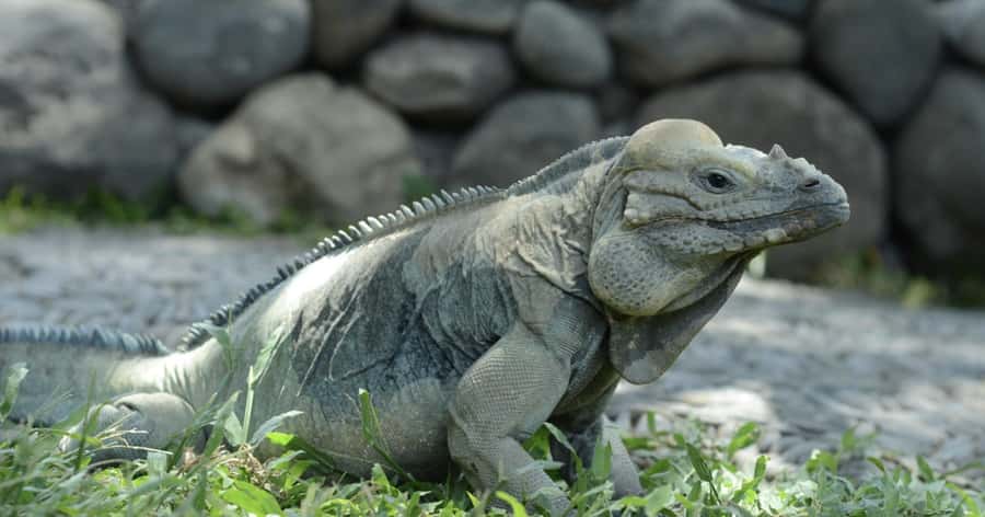 Bali Reptile Park 1-Day Admission Ticket - Practical Tips for a Better Visit