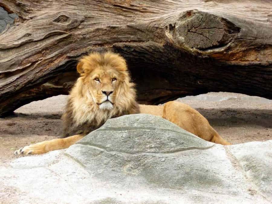 Bali: Safari Zoo and Ubud Palace and Market Day Tour - Key points to know before booking