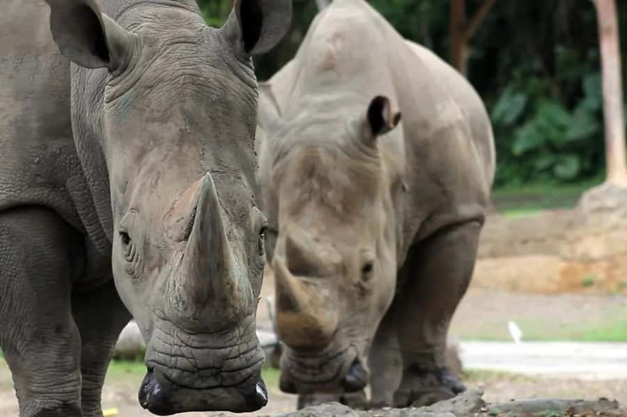 Bali: Safari Zoo and Ubud Palace and Market Day Tour - From safari animals to Ubud royalty in one day