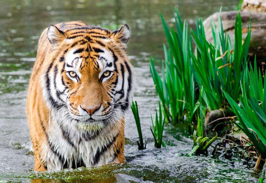 Bali: Safari Zoo and Ubud Palace and Market Day Tour - Three hours with Bali’s large animals