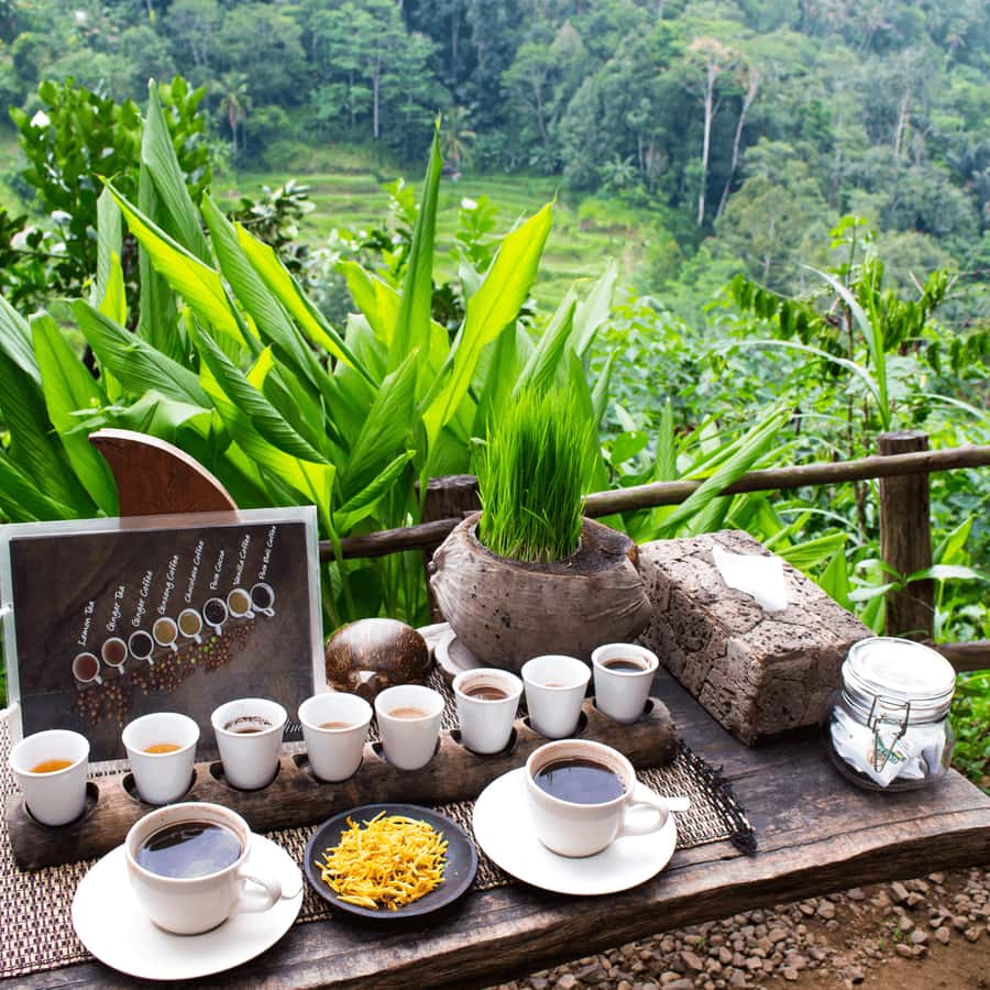 BALI :Sanctuary Monkey forest, rice terrace Water temple - What this nine-hour Ubud day is really trying to do