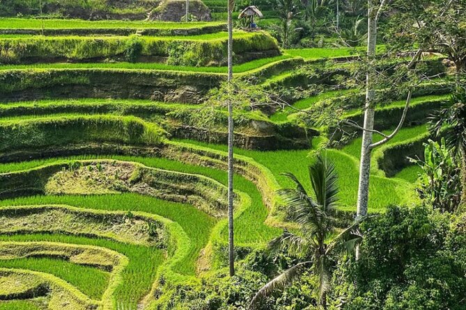 Bali Swing, Monkey Forest and Waterfall Private Tour - What the price really covers