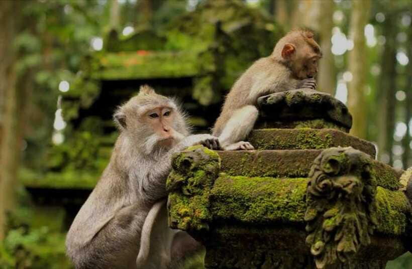 Bali: Tanah lot, Monkey Forest, Taman Ayun Sunset Tour - Planning your day without overpacking it