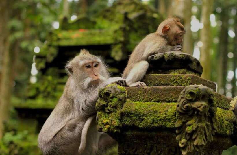 Bali: Tanah lot, Monkey Forest, Taman Ayun Sunset Tour - Taman Ayun begins the cultural side of the tour