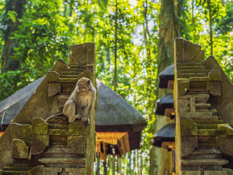 Bali: Ubud Adventure, ATV, Monkey Forest& Waterfall Tour - The ATV ride through Ubud’s countryside