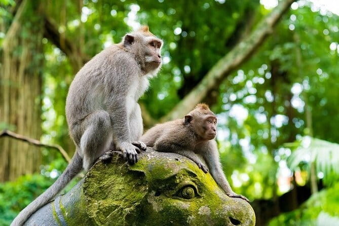 Bali Ubud Jungle Swing: Monkey Forest and Waterfall Private Tour - Ending at Tegenungan Waterfall