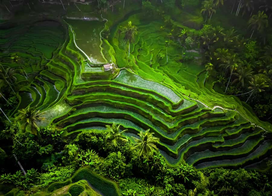Bali/Ubud: Kanto Lampo Waterfall, Monkey Forest & Swing Tour - Walking through the Sacred Monkey Forest