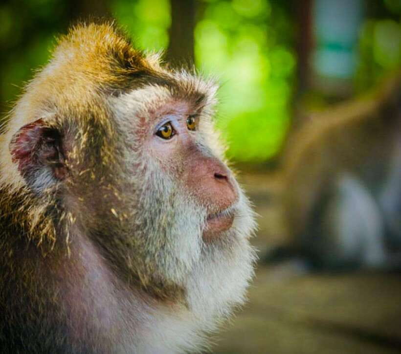 Bali: Ubud Monkey Forest, Coffee Plantation, and Market Tour - Tegenungan Waterfall: start early if you can