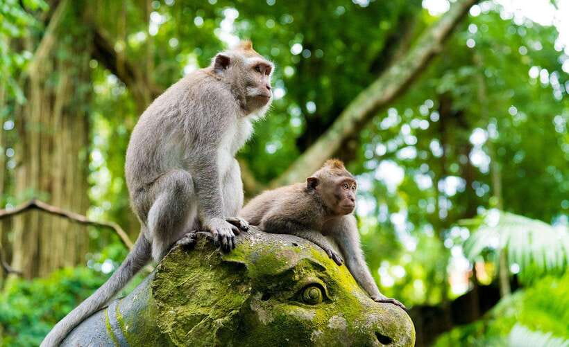 Bali: Ubud Monkey Forest, Waterfall, and Rice Terrace Tour - Practical advice before you go