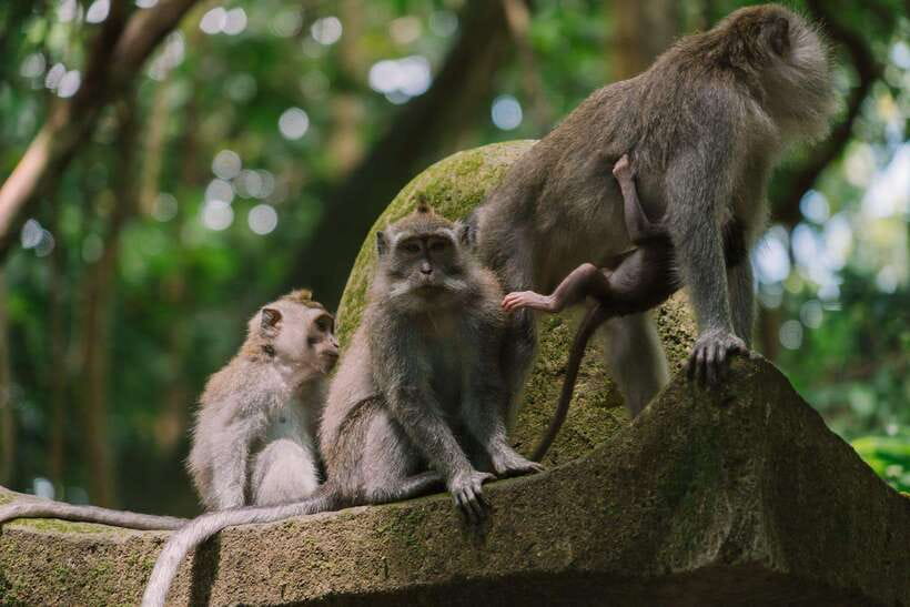 Bali: Ubud Monkey Forest, Waterfall, and Rice Terrace Tour - Starting the day in a private car