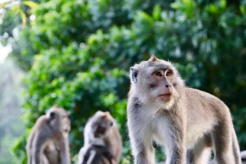 Bali: Ubud Monkey Forest, Waterfall, and Rice Terrace Tour - What the $25 price really covers