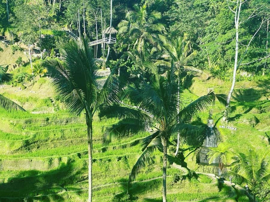 Bali ubud : monkey forest, waterfall , temple - The Bali swing and the photo stop