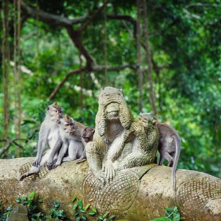 Bali ubud : monkey forest, waterfall , temple - Meeting your driver and managing the 10-hour schedule