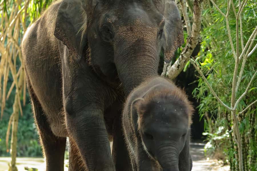 Bali Zoo: Behind Closed Doors Afternoon Safari Guided Tour - Why the 4:00 PM start changes the zoo visit