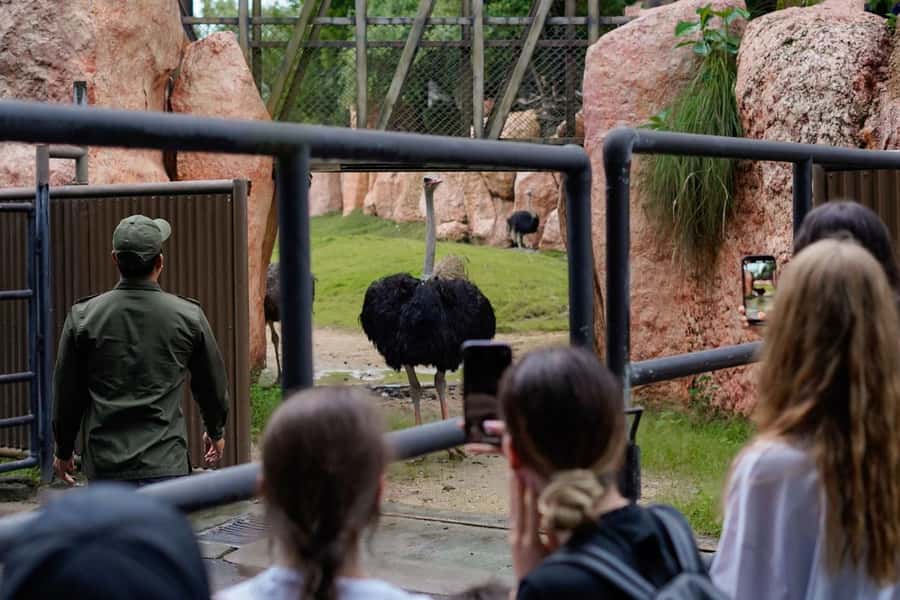 Bali Zoo: Behind Closed Doors Afternoon Safari Guided Tour - Meeting orangutans and elephants up close