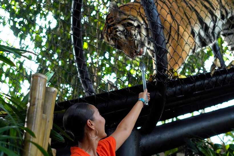 Bali Zoo: Behind Closed Doors Afternoon Safari Guided Tour - Is $52 good value?