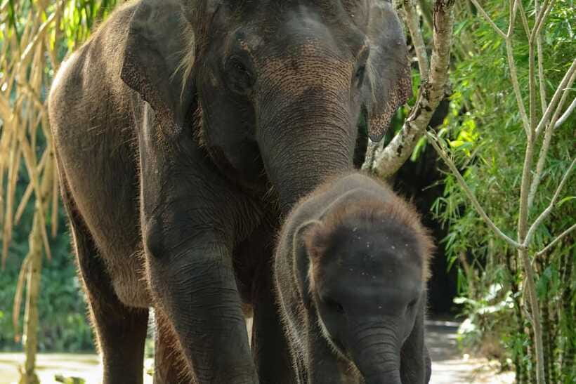 Bali Zoo: Behind Closed Doors Afternoon Safari Guided Tour - Who will enjoy this most?