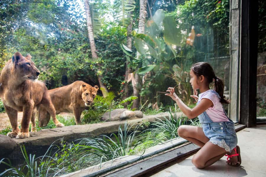 Bali Zoo Entrance Ticket - The Elephant Mud Bath Option