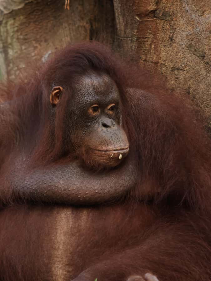 Bali Zoo: Guided Breakfast With Observing Orangutans - Breakfast with orangutans at Bali Zoo