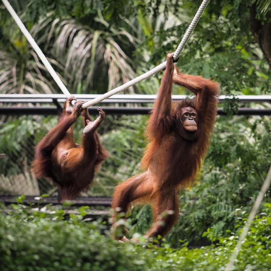 Bali Zoo: Guided Breakfast With Observing Orangutans - The optional Elephant Mud Care session