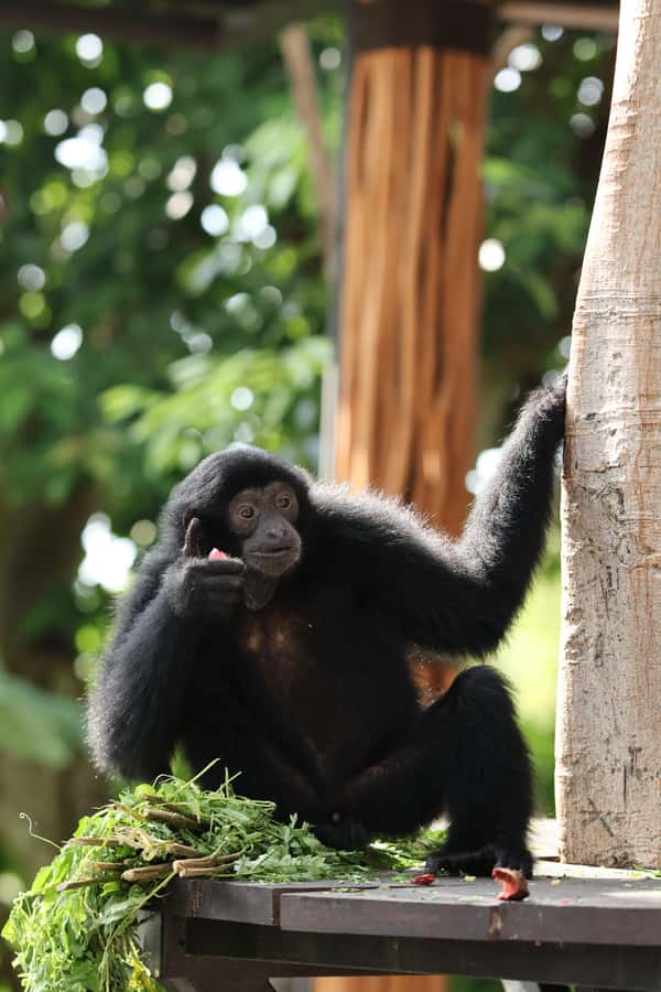 Bali Zoo: Guided Breakfast With Observing Orangutans - Practical booking advice