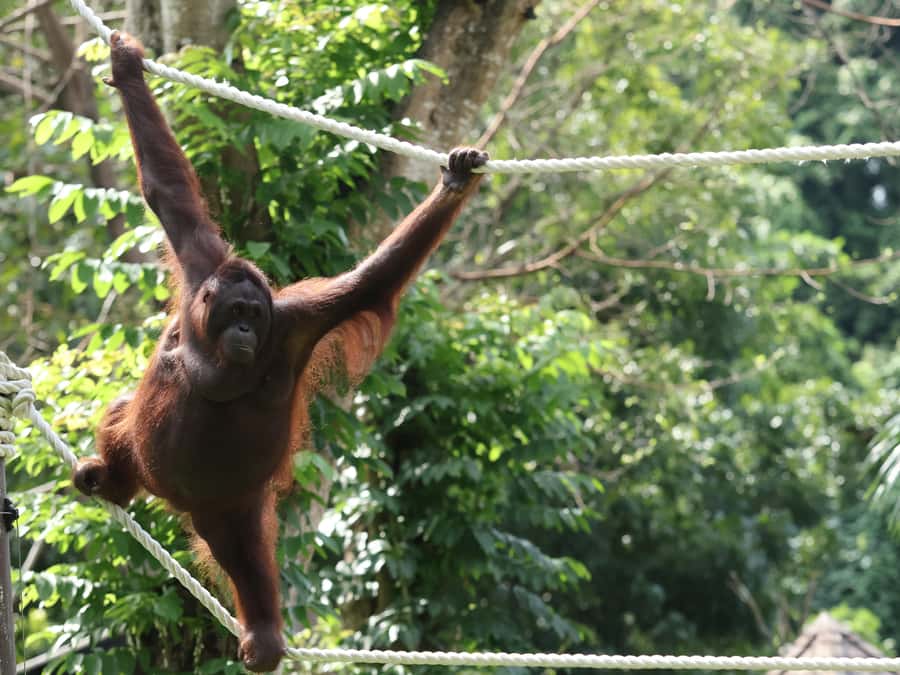 Bali Zoo: Guided Breakfast With Observing Orangutans - Should you book Bali Zoo’s orangutan breakfast?